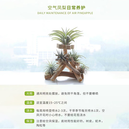 空气凤梨 Tillandsia ionantha maxima 'Huamelula'华美路拉 侧芽 - 图3
