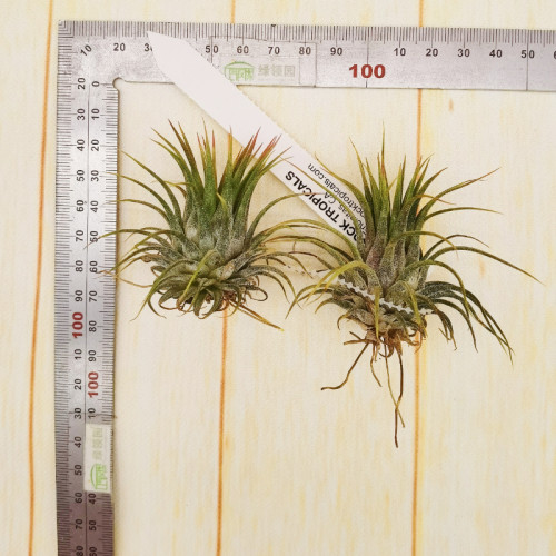 鸟岩 Tillandsia ionantha v.stricta Mexico粗壮的束花精灵 - 图3