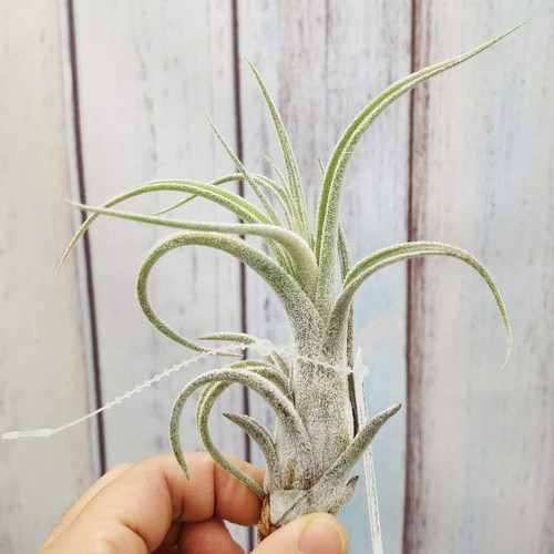 空气凤梨植物无土栽培室内装饰Bird Rock Elegance电卷x普布斯 - 图1