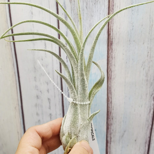 空气凤梨植物无土栽培室内装饰Bird Rock Elegance电卷x普布斯 - 图0