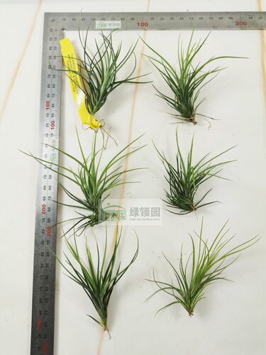 展示 空气凤梨 Tillandsia Caulescens 火炬 - 图3
