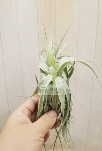 展示 空气凤梨 热带 Tillandsia gardneri Large 大型薄纱 - 图0