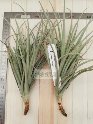 展示 空凤Tillandsia 'Imbroglio' 热带版巨兽（树猴变种×多国） - 图1