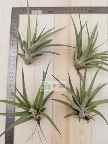 展示 空凤  鸟岩 Tillandsia Majestic 血统杂交 香槟×空可乐 - 图0