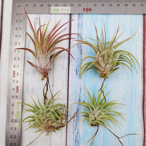 空气凤梨 Tillandsia ionantha maxima 'Huamelula'华美路拉 侧芽 - 图2