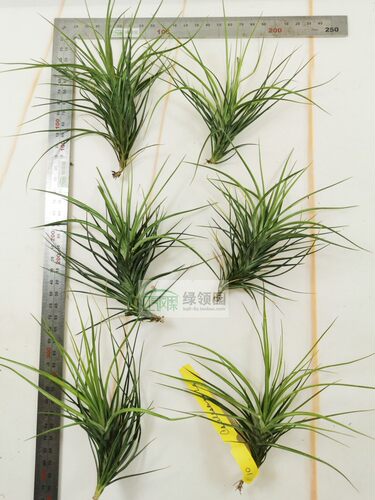 展示 空气凤梨 Tillandsia Caulescens 火炬 - 图2