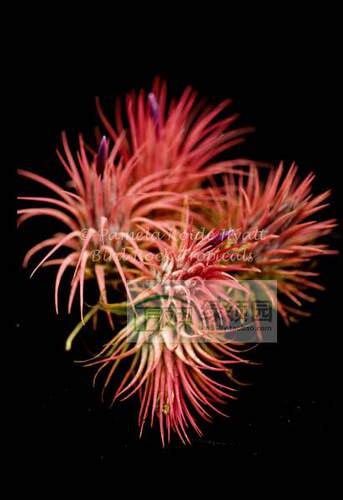 鸟岩 Tillandsia ionantha v.stricta Mexico粗壮的束花精灵 - 图1