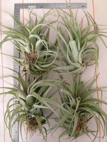 展示 空气凤梨 Tillandsia Kruseana (大号） - 图1