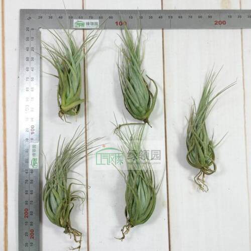 展示 Tillandsia Carminea 卡米娜 - 图1