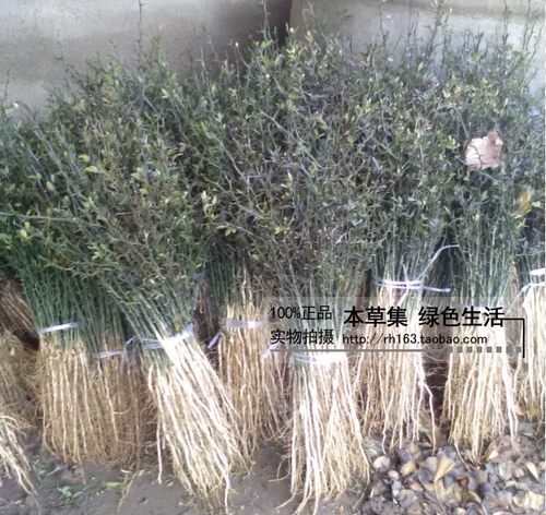 现挖篱笆陈刺苗 ,疏菜果园带刺篱笆墙植物树苗 ,积壳铁篱刺根苗。 - 图0