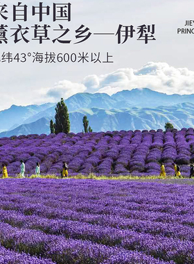 新疆解忧公主薰衣草精油手霜80g
