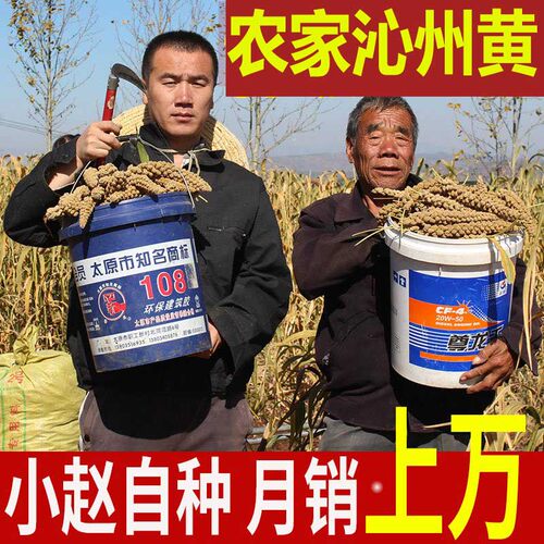 2026山西小米沁州黄小米5斤小黄米小米杂粮小米黄小米新米小米粥 - 图0