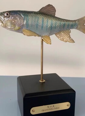 马口鱼模型摆件装饰品工艺品
