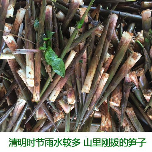江西新鲜小竹笋野生春笋现挖笋应季带壳甜笋小笋嫩尖水竹笋山竹笋 - 图1