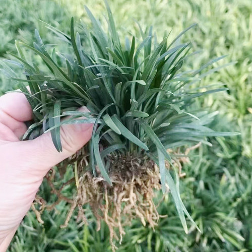 日本矮麦冬草耐寒别墅庭院草坪植物四季常青麦冬草玉龙草宿根植物 - 图1