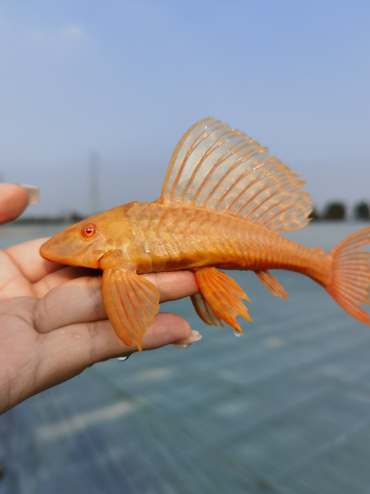 清道夫鱼活体鱼缸清洁除藻清苔垃圾清洁工具鱼金苔鼠鱼女王淡水鱼-图0