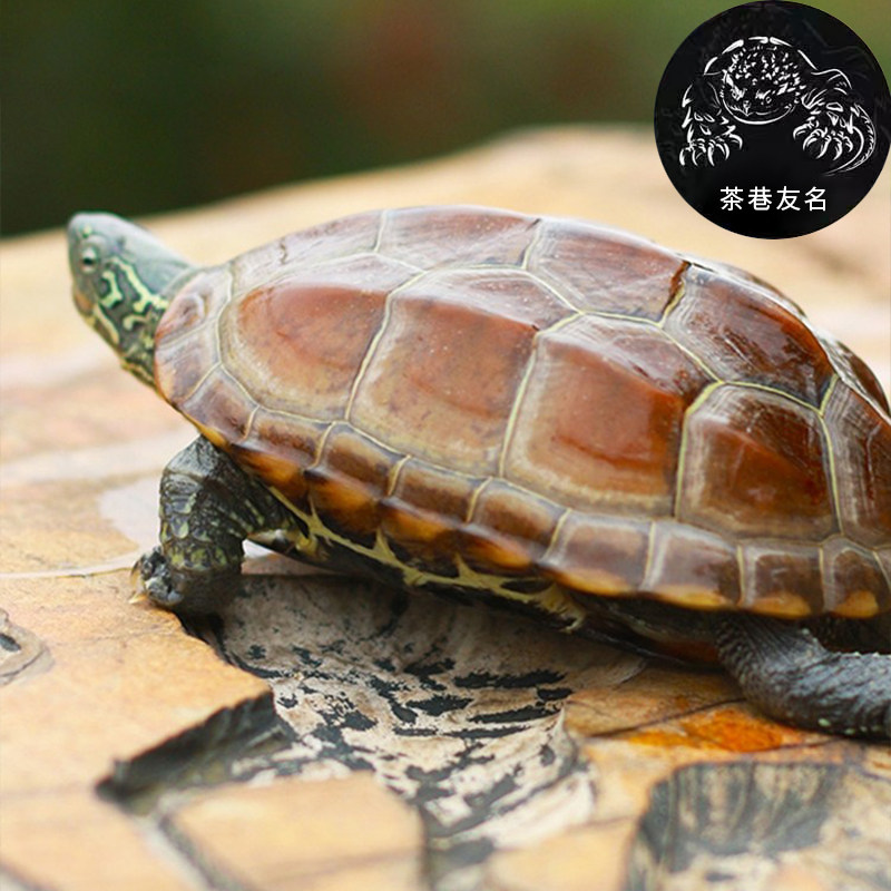 中华草龟大乌龟活体宠物长寿龟水龟金线龟活物龟墨龟,淘宝优惠券,粉丝福利购,淘宝优惠卷