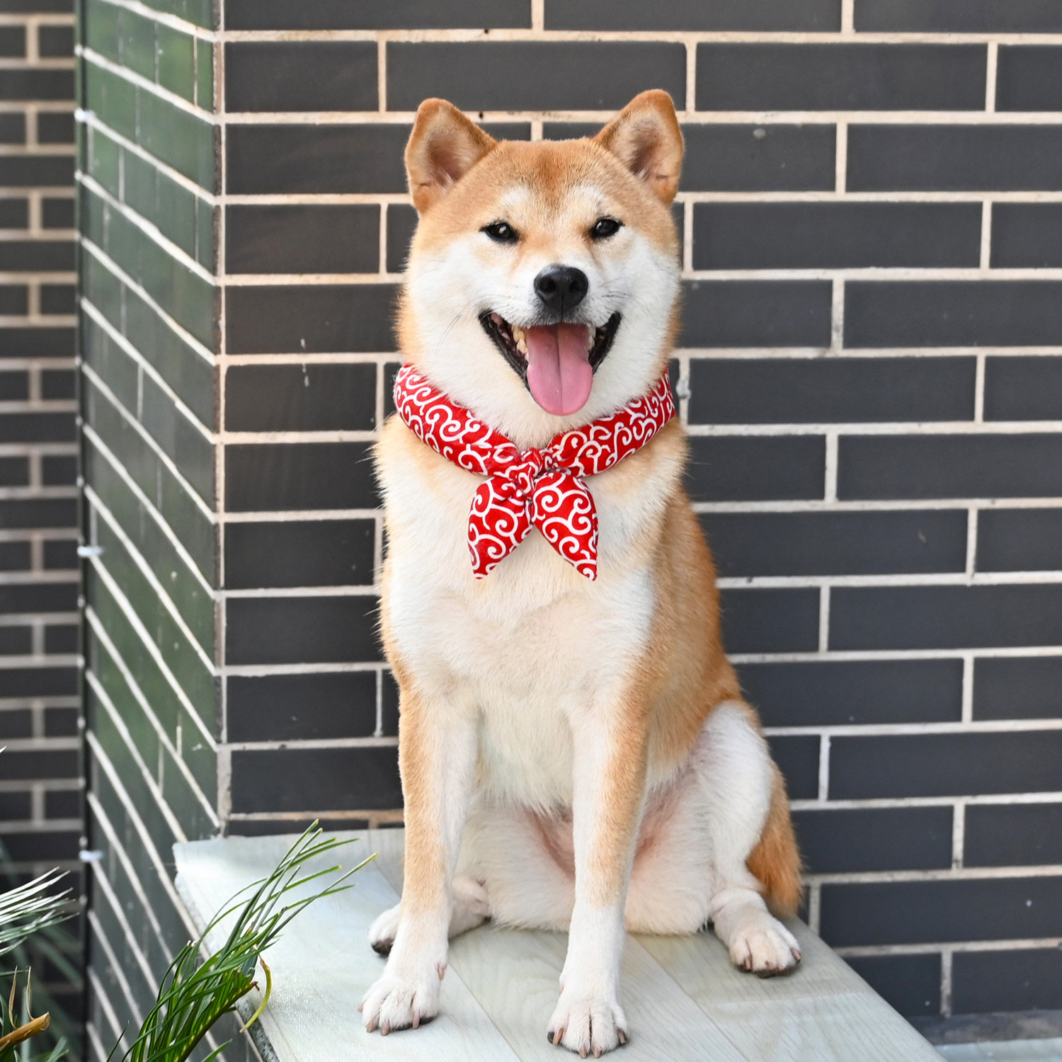 芮柴和风唐草纹樱花宠物猫狗狗泰迪柴犬柠檬巾围巾脖圈蝴蝶结配饰,淘宝优惠券,粉丝福利购,淘宝优惠卷