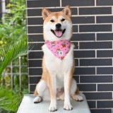 Чокер, шарф, комплект, японский слюнявчик, шейный платок