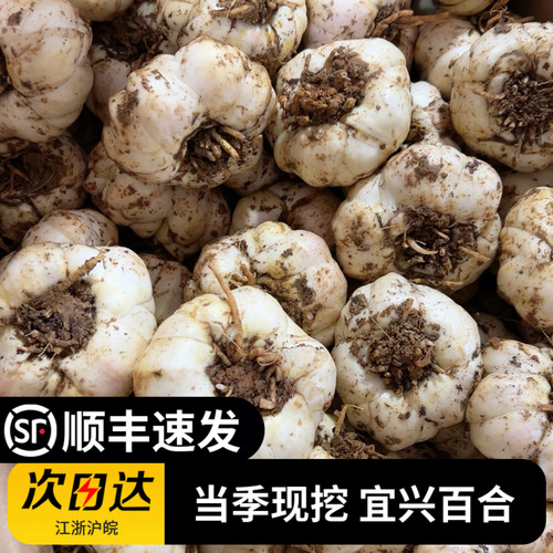 2026现挖宜兴新鲜大小百合微苦1斤散装包邮食用土特产2500g无硫级 - 图0
