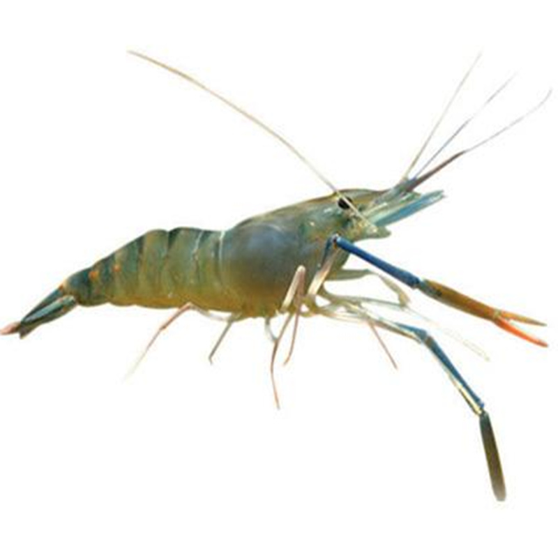 500g北京闪送鲜活罗氏虾生猛大虾大头虾金钱虾 沼虾活虾淡水虾,淘宝优惠券,粉丝福利购,淘宝优惠卷