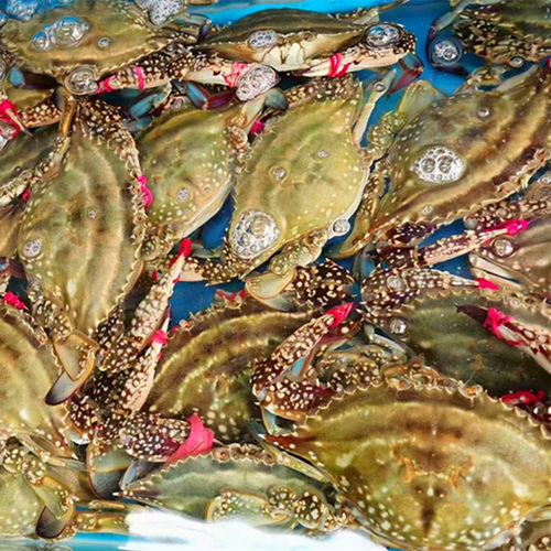 3-9两/只北京闪送活海蟹沙母蟹红膏蟹海鲜满黄满肉梭子蟹 飞蟹 - 图0