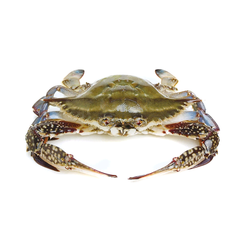 3-9两/只北京闪送活梭子蟹海蟹大白蟹飞蟹满肉公螃蟹海鲜水产,淘宝优惠券,粉丝福利购,淘宝优惠卷