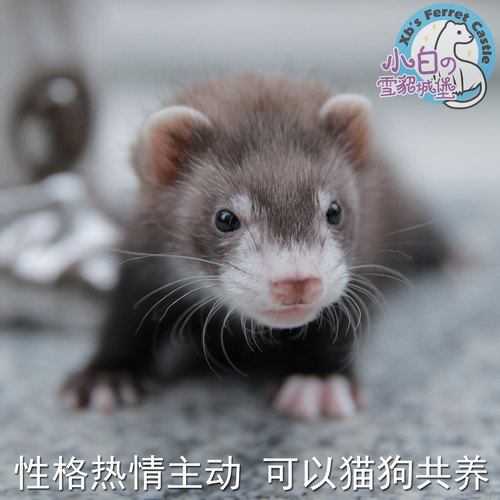 派斯威力宠物貂活体雪貂幼崽包活宿舍小型动物活物貂粘人全款包邮 - 图2