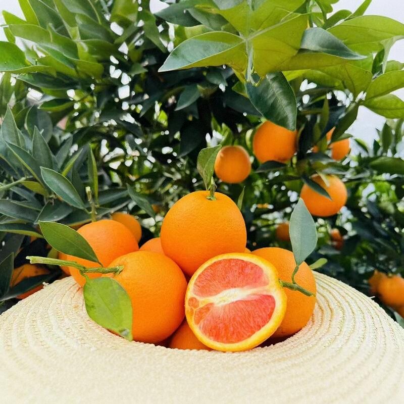 云阳红橙纽荷尔脐橙重庆现摘现发甜蜜广柑新鲜水果橙子10斤20斤,淘宝优惠券,粉丝福利购,淘宝优惠卷