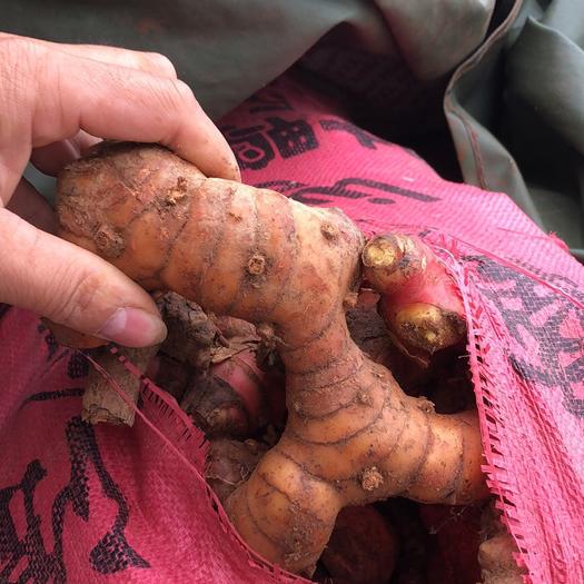 南姜潮汕新鲜野生山姜牛羊肉火锅卤味去膻提味调料南姜包邮 - 图1