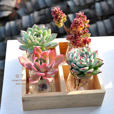 多肉水培原木套餐 多肉植物盆栽节日礼品教师节礼gt植物 虎窝淘