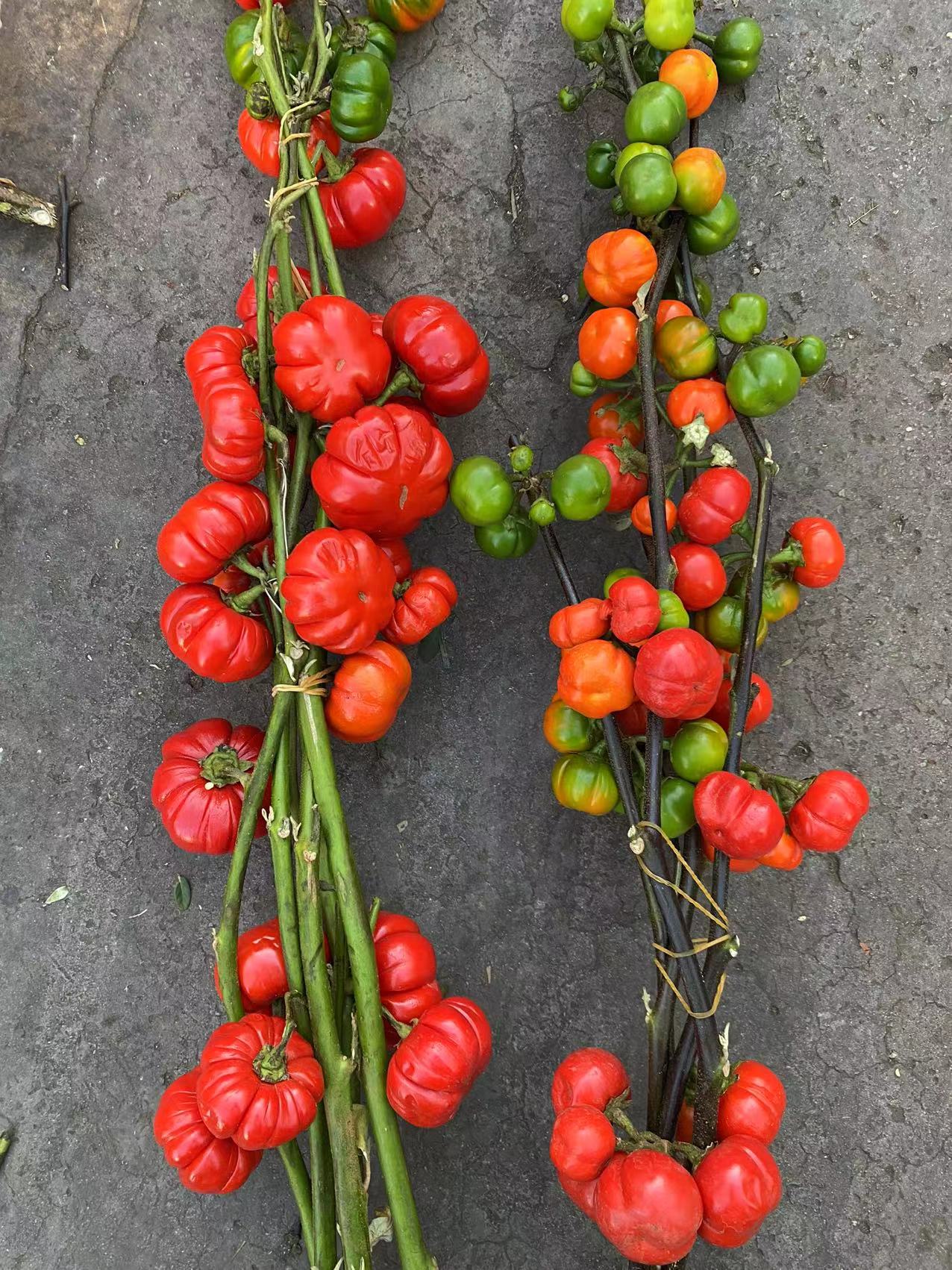 小南瓜 小番茄 长寿果 昆明基地