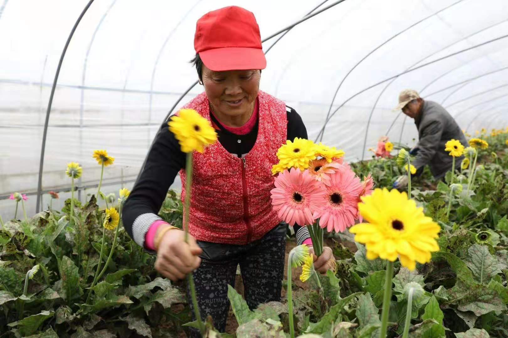 非洲菊鲜花 婚庆开业 拉丝扶郎花基地鲜花直批毛边扶郎  顺丰包邮