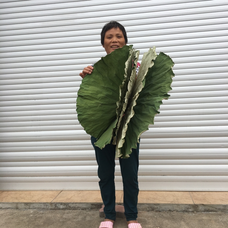 半干新鲜荷叶风干大荷叶做叫花鸡糯米鸡整张野生纯天然荷叶茶-图0