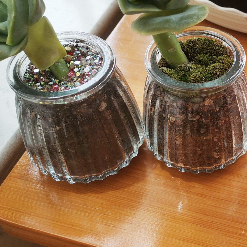 小号多肉花瓶透明玻璃仙人球花盆迷你肉肉种植花盆家用简约小花盆