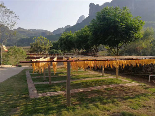 腐竹干货纯正手工特级非转基因广西农家自制土货无添加头层5斤装 - 图0