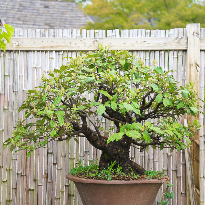 孤品胡秃子观花观果大树型盆景造型羊奶果可食用绿植原生根盘粗 - 图0