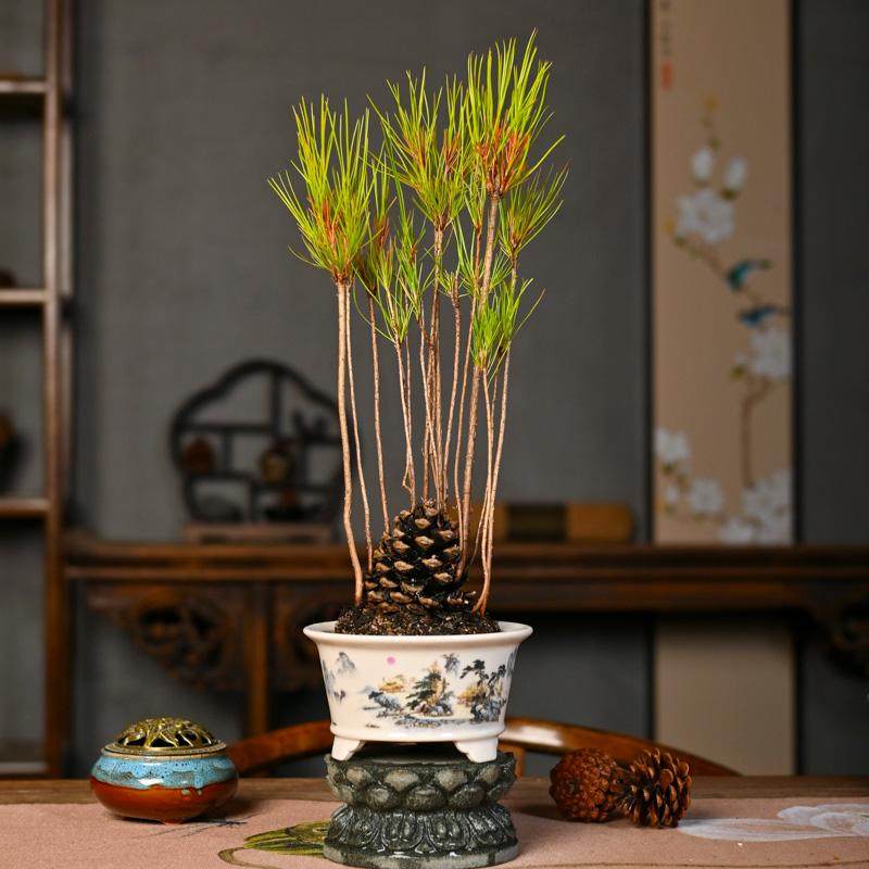 大松果盆栽创意植物迷你手作茶桌摆件微型丛林松树盆景松塔松球,淘宝优惠券,粉丝福利购,淘宝优惠卷