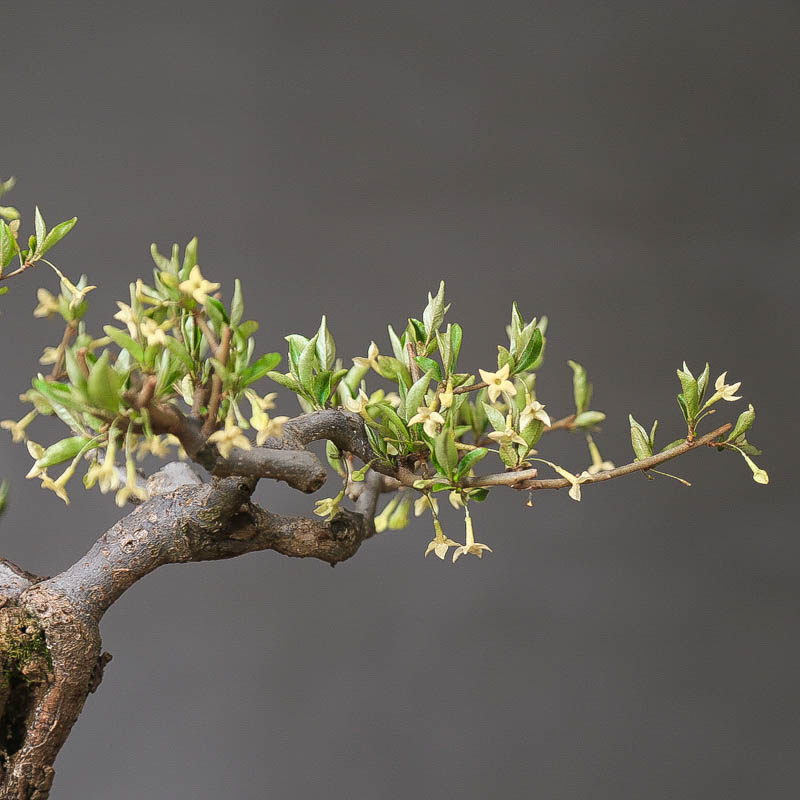 孤品小叶胡秃子开花结果阳台老桩盆景造型盆栽带基地直销好养绿植,淘宝优惠券,粉丝福利购,淘宝优惠卷