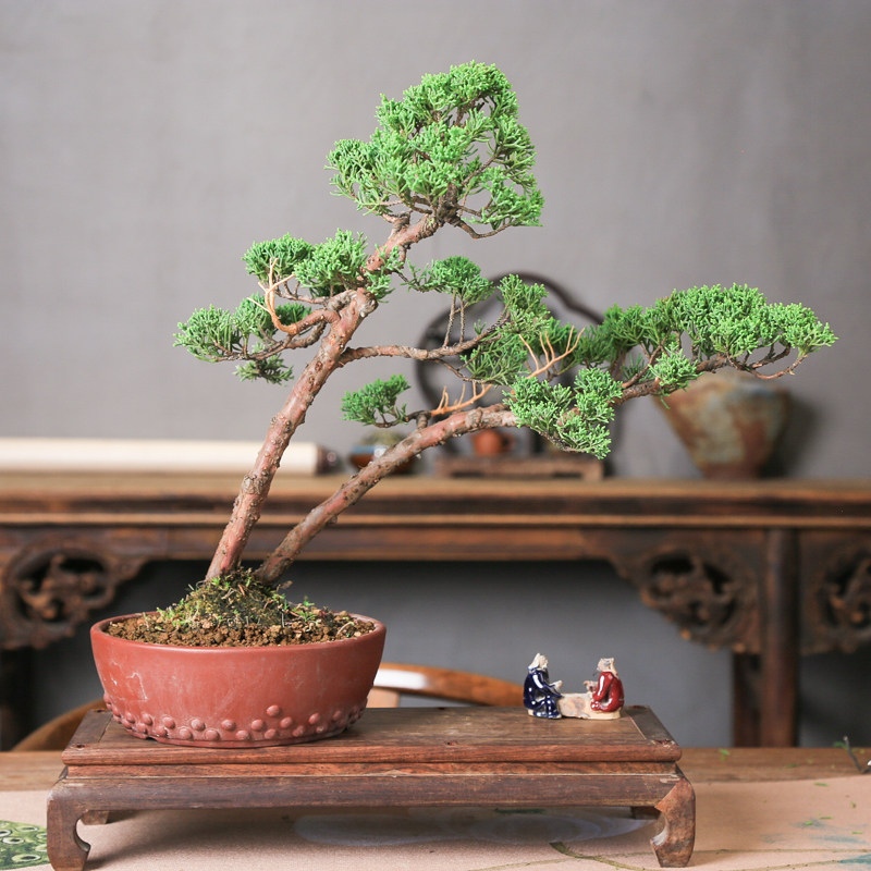 一本多杆济州真柏老桩造型盆景四季常青办公室茶室摆件耐寒好养,淘宝优惠券,粉丝福利购,淘宝优惠卷
