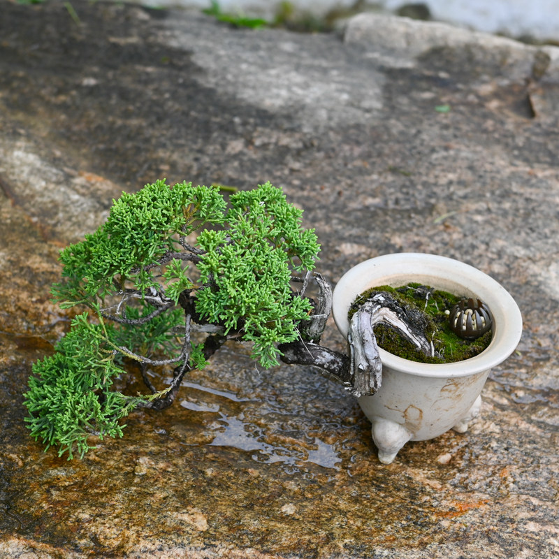 日本济州真柏老桩小叶原生小盆景柏树盆栽崖柏悬崖临水造型掌中宝,淘宝优惠券,粉丝福利购,淘宝优惠卷