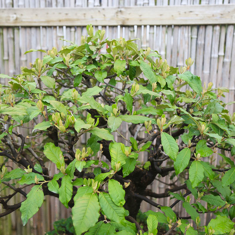 孤品胡秃子观花观果大树型盆景造型羊奶果可食用绿植原生根盘粗 - 图1