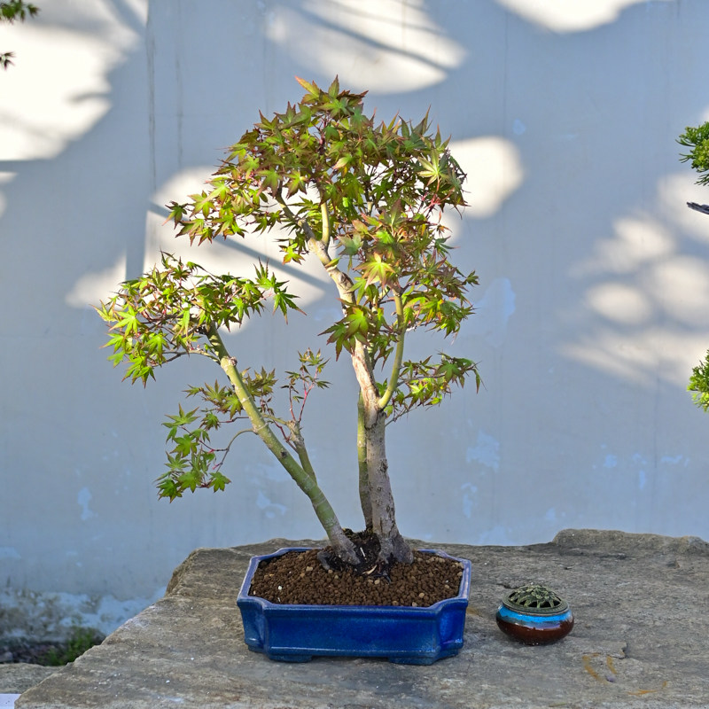 孤品日本进口山红叶多杆造型盆景枫树老桩红叶盆栽高端精品鸡爪槭,淘宝优惠券,粉丝福利购,淘宝优惠卷