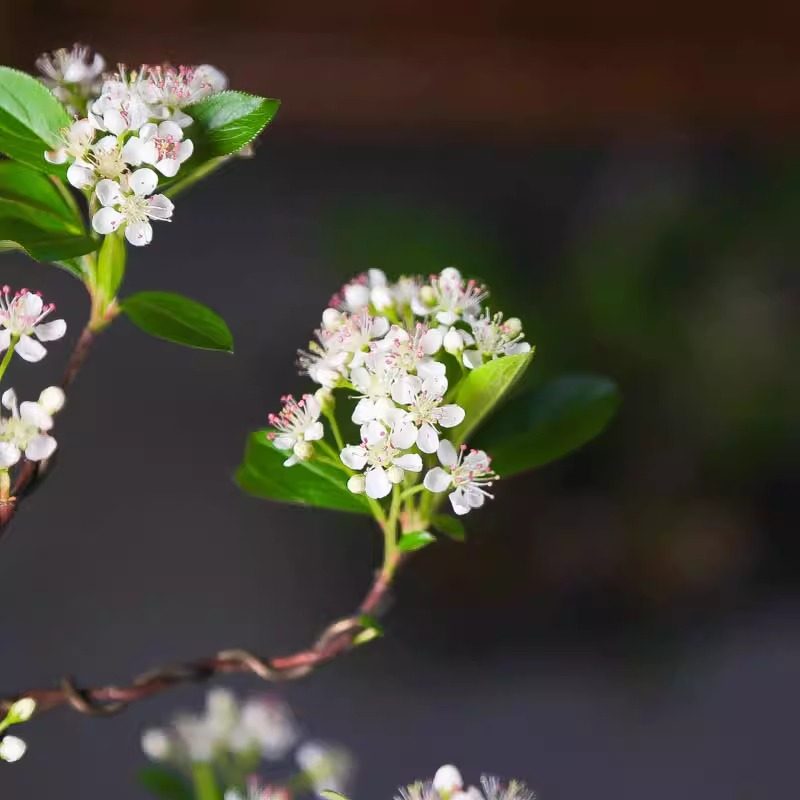 精品镰柄花朵繁茂挂果丰富形态美观观赏盆景好养绿植花卉园艺饱满,淘宝优惠券,粉丝福利购,淘宝优惠卷