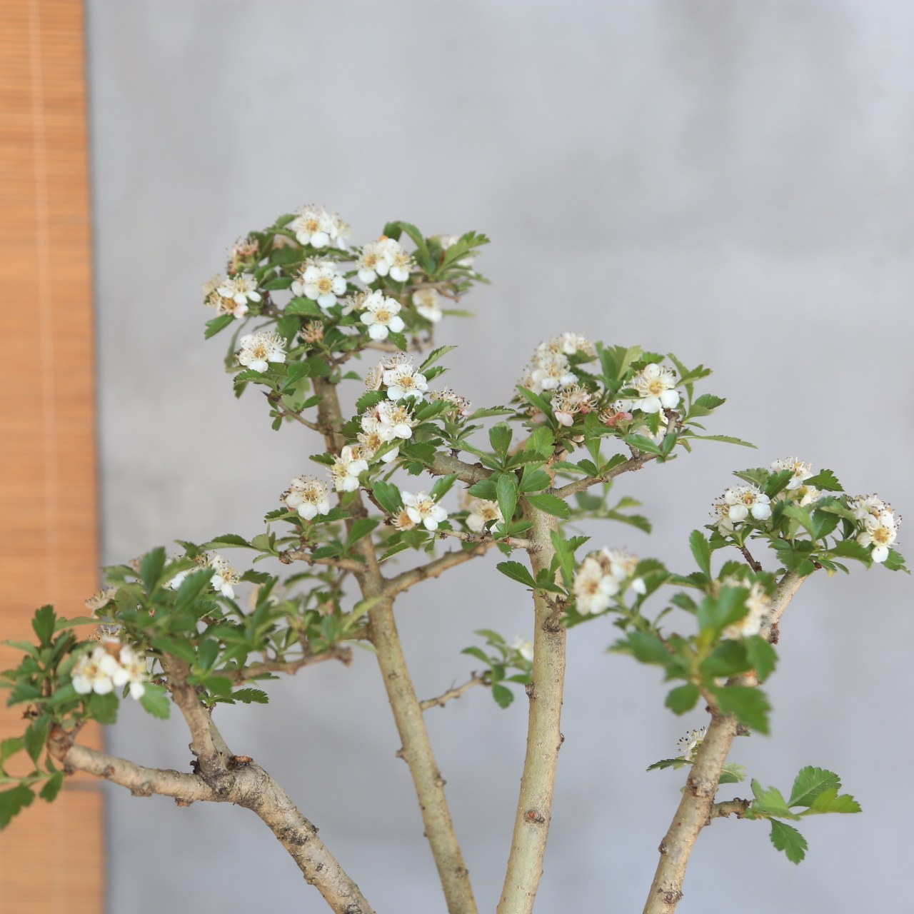 大别山野山楂山里红盆景老桩白花红果绿植盆栽茶室阳台,淘宝优惠券,粉丝福利购,淘宝优惠卷