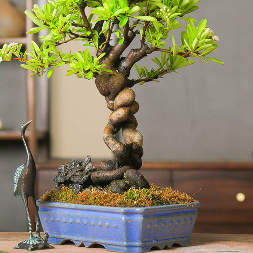 孤品韩国火棘提根白花红果附石盆景老桩盆养多年好养观叶观花观果 - 图1