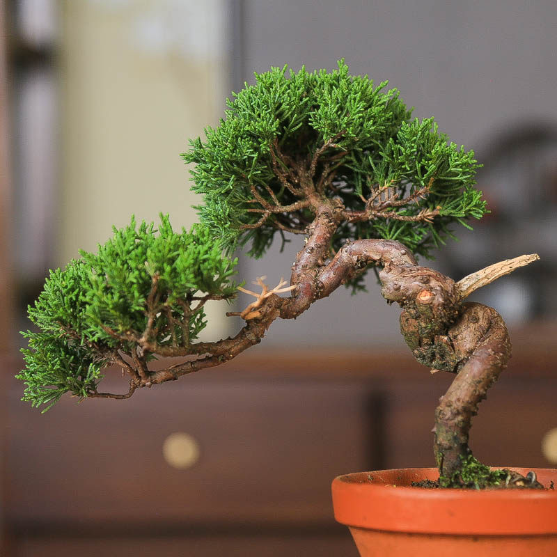 原生济州真柏造型美观好养盆景松柏四季常青绿植神枝一树传三代,淘宝优惠券,粉丝福利购,淘宝优惠卷