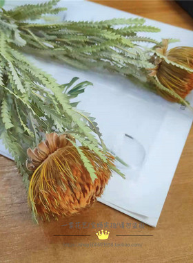 南非雪莲花进口轻奢高档天然干花