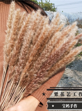 小芦苇婚礼干花蒲苇装饰橱窗摆件