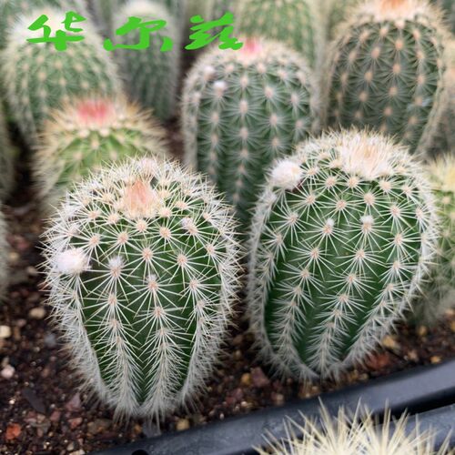 鹿角柱属  华尔兹ECHINOCEREUS websterianus  实生球 - 图0
